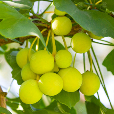 Ginkgo Biloba Tree - Maidenhair Tree, Fan-Shaped Leaves, Low ...