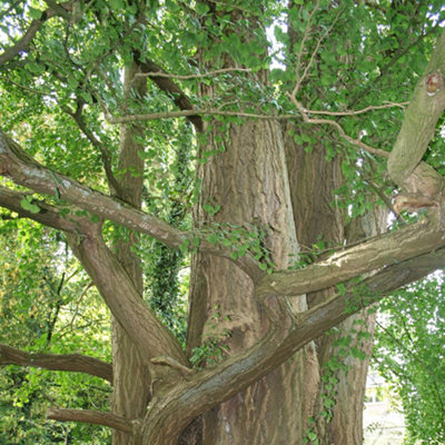 Ginkgo Biloba Tree - Maidenhair Tree, Fan-Shaped Leaves, Low