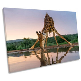 Giraffe Drinking Wildlife Humour CANVAS WALL ART Print Picture (H)81cm x (W)122cm