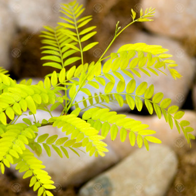 Gleditsia Sunburst Tree - Golden Honey Locust Tree, Vibrant Foliage ...