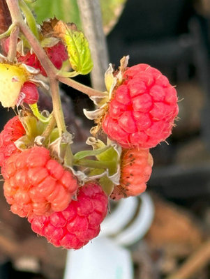 Glen Ample Raspberry (Rubus) Tree - 1Ltr Potted