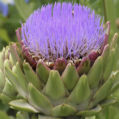 Globe Artichoke Ornamental Compact Size, Aromatic Herb (10-20cm Height Including Pot)