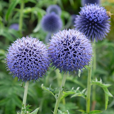 Globe Thistle Taplow Blue Established Plant in 9cm Pot