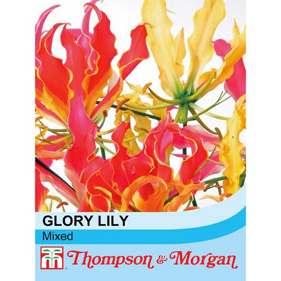 Glory Lily (Mixed) (Glorisoa superba) 1 Seed Packet (4 Seeds) | DIY at B&Q