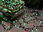 Glow-worm lights - Jolly holly - 520 LEDs