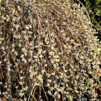 GOAT WILLOW (SALIX CAPREA) HARDY HEDGING PLANT WITH SPRING CATKINS ...