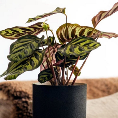 Goeppertia Makoyana Calathea Or Peacock Plant 12cm Pot 25cm Tall Foliage  House Plants