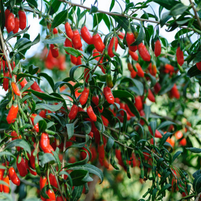 Goji berries - 3 pcs. - Lycium barbarum - Height 25-40cm - Pot 9cm