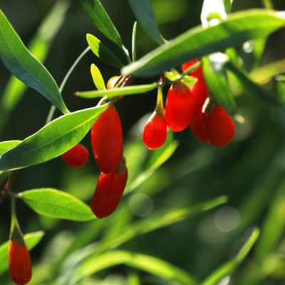 Goji berries - 3 pcs. - Lycium barbarum - Height 25-40cm - Pot 9cm