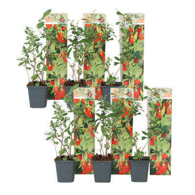 Goji berries - 6 pcs. - Lycium barbarum - Height 25-40cm - Pot 9cm