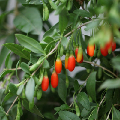 Goji Berry Fruit Bush Box-Thorns Fruiting Berry Shrub Plant Lycium 3L Pot