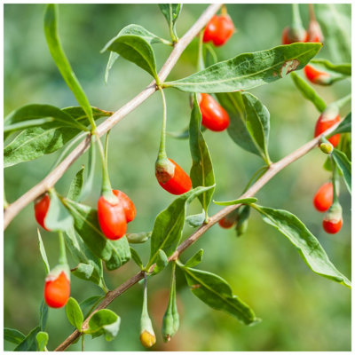 Goji Berry / Lycium Barbarum In a 9cm Pot, Full of Essential Nutrients
