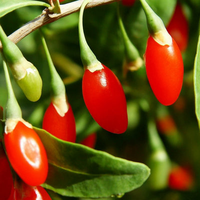 Goji Berry (Lycium barbarum) Tree - 2Ltr Potted