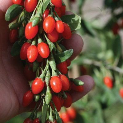 Goji Berry Plant in 9cm Pot - Lycium Barbarum - Hardy Superfood Fruit ...