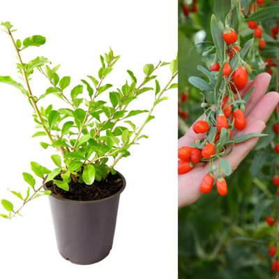 Goji Berry Plant in 9cm Pot - Lycium Barbarum - Hardy Superfood Fruit ...