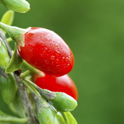 Goji Berry Plant in 9cm Pot - Lycium Barbarum - Hardy Superfood Fruit ...