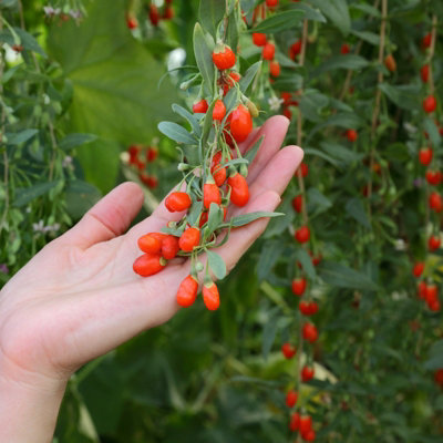Goji Berry Plant in 9cm Pot - Lycium Barbarum - Hardy Superfood Fruit ...
