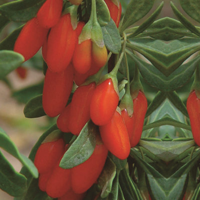 Goji Berry 'Synthia' - 1 Potted Plant (9cm pot)