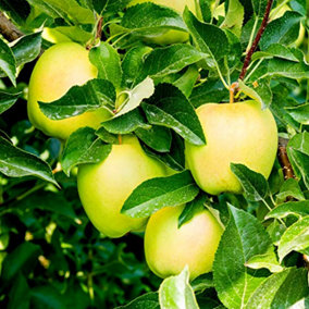 Golden Delicious Apple Tree 3-4ft,6L Pot, Self-Fertile, Very Sweet Flavour 3FATPIGS