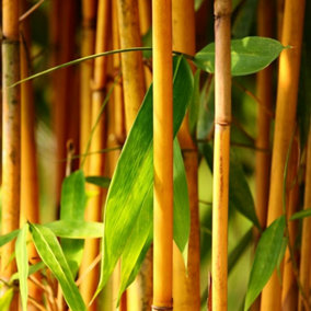 Golden Groove Bamboo Phyllostachys Aureosulcata Plant 20cm - 30cm 2 Litre Pot
