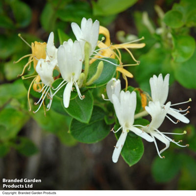 Golden Honeysuckle - Lonicera japonica Hall's Prolific 9cm Potted Plant x 3