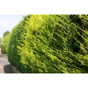 Golden Leylandii 60cm Height Evergreen Hedge Plant Pack of 12