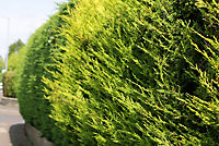 Golden Leylandii 60cm Height Evergreen Hedge Plant Pack of 6