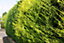 Golden Leylandii 60cm Height Evergreen Hedge Plant Pack of 6