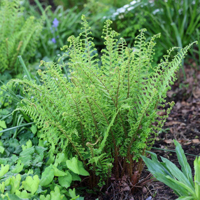 Golden Male Fern Cristata Dryopteris Affinis Outdoor Ferns Jungle Plant ...