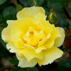 Golden Showers Rose Bush Yellow Flowering Roses Climbing Rose 4L Pot