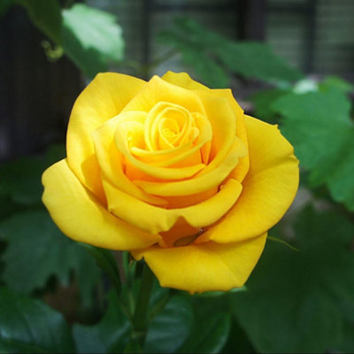 Golden Wedding Floribunda Rose - Golden Yellow Blooms Repeat Flowering ...
