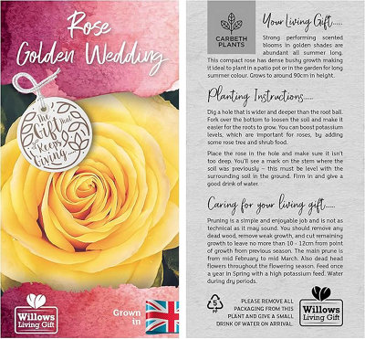 Golden Wedding Rose - 50th Anniversary Rose Bush - Gift Wrapped Golden Anniversary Rose - 4