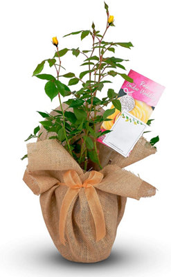 Golden Wedding Rose Bush Gift Wrapped - 50th Wedding Anniversary Plant