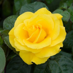 Golden Wedding Rose Bush Yellow Flowering Roses Floribunda Rose 4L Pot