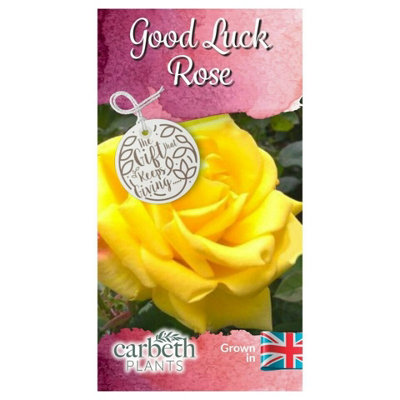Good Luck Rose Bush Gift Wrapped - Plant Gift