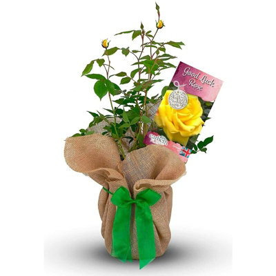 Good Luck Rose Bush - Gift Wrapped Rose Bush in a 3L Pot