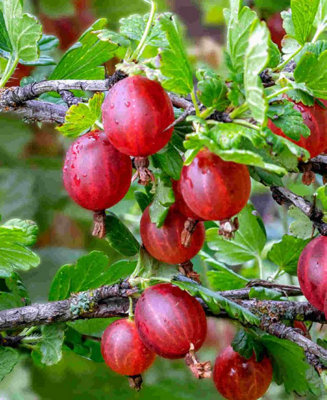 Gooseberry bush duo - 1 red, 1 green in 9cm pots