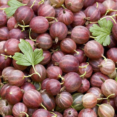3 Mixed Gooseberry Plants - Red, Green and Yellow Bushes