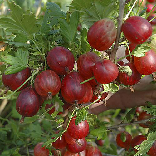 Gooseberry Bush 'Hinnomaki Red' in a 1.7L Pot Fruit Bush Gooseberry Bush 'Hinnomaki Red' in a 1.7L Pot Fruit Bush