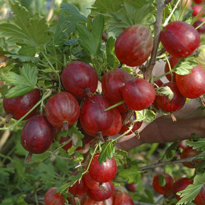 Complete Gooseberry Collection | Red & Green – Roots Plants