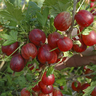 Gooseberry Bush 'Hinnomaki Red' in a 1.7L Pot Fruit Bush