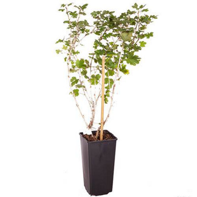 Gooseberry Bush 'Hinnomaki Red' in a 1.7L Pot Fruit Bush - 3