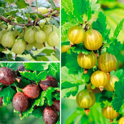 Gooseberry Giggles Collection - 6 Potted Plants (9cm Pots)