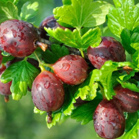 Gooseberry Hinnonmäki Röd Fruit Bush Ribes Fruiting Berry Shrub Plant 3L Pot