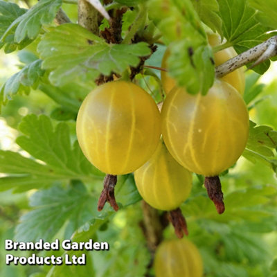 Gooseberry Hinnonmaki Yellow 3 Bare Roots
