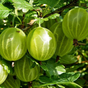 Gooseberry Hinnonmaki Yellow Fruit Bush Ribes Fruiting Berry Shrub Plant 3L Pot
