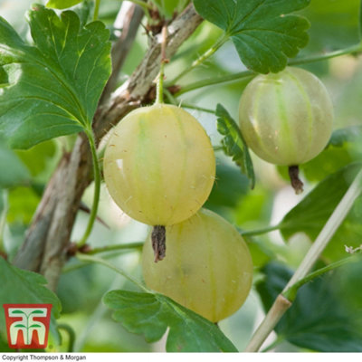 Gooseberry Invicta 3 Bare Roots