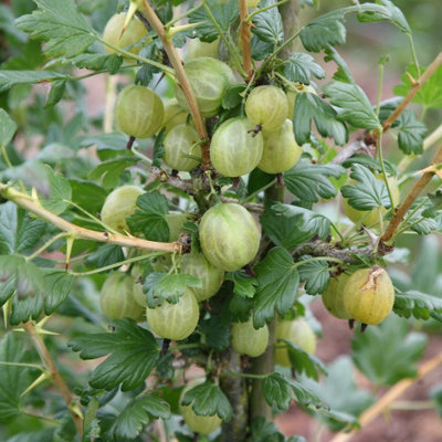 Gooseberry Invicta Fruit Bush Ribes Fruiting Berry Shrub Plant 3L Pot