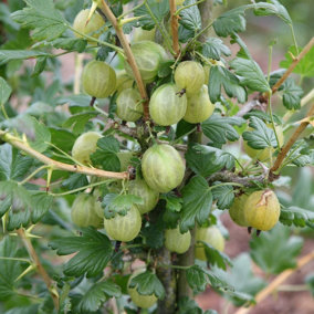 Gooseberry Invicta Fruit Bush Ribes Fruiting Berry Shrub Plant 3L Pot