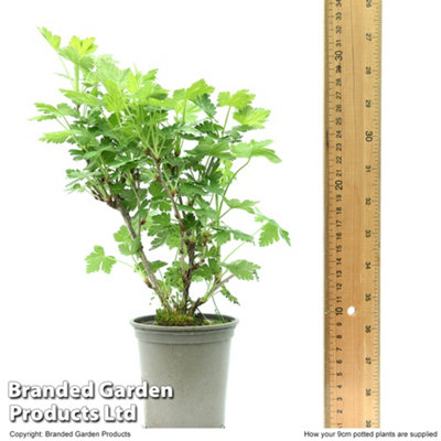 Gooseberry (Ribes uva-crispa) Giggles Gold 9cm Potted Plantted Plant x 1